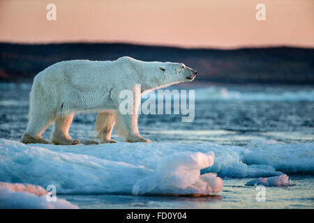 Canada, Nunavut Territory, Adult male Polar Bear (Ursus maritimus) standing on drifting pack ice near mouth of Wager Bay and Ukk Stock Photo