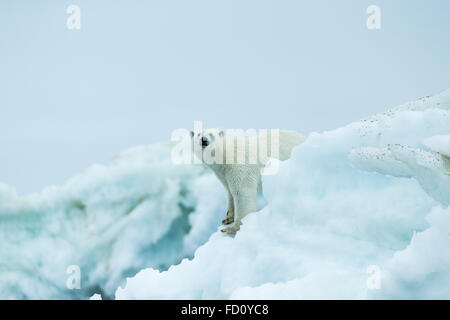 Canada, Nunavut Territory, Repulse Bay, Polar Bear (Ursus maritimus) standing amid melting sea ice near Harbour Islands Stock Photo