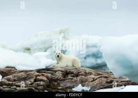 Canada, Nunavut Territory, Repulse Bay, Polar Bear (Ursus maritimus) resting on rocky shoreline of Harbour Islands