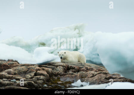 Canada, Nunavut Territory, Repulse Bay, Polar Bear (Ursus maritimus) resting on rocky shoreline of Harbour Islands