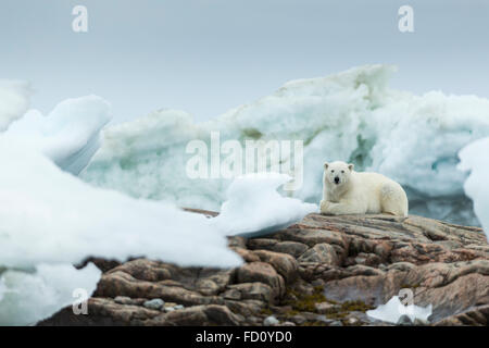 Canada, Nunavut Territory, Repulse Bay, Polar Bear (Ursus maritimus) resting on rocky shoreline of Harbour Islands Stock Photo