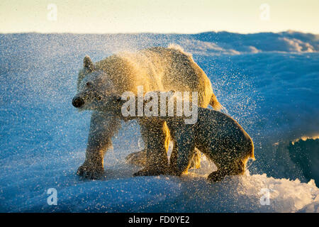 Canada, Nunavut Territory, Repulse Bay, Polar Bear and Cub (Ursus maritimus) shakes off water from boat after swimming near Harb