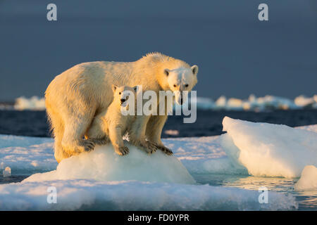 Canada, Nunavut Territory, Repulse Bay, Polar Bear Cub (Ursus maritimus) beneath mother while standing on sea ice near Harbour I Stock Photo