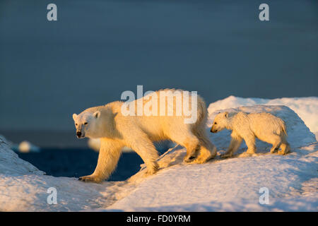 Canada, Nunavut Territory, Repulse Bay, Polar Bear Cub (Ursus maritimus) walking with mother across sea ice near Harbour Islands Stock Photo