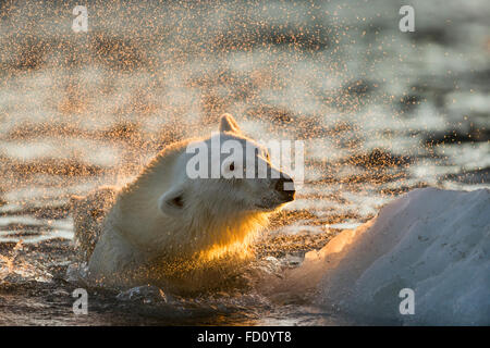 Canada, Nunavut Territory, Repulse Bay, Polar Bear (Ursus maritimus) shakes off water from boat while swimming in sea ice near H
