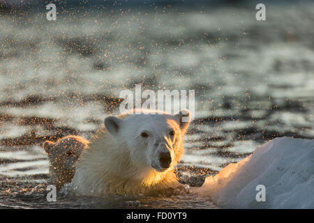 Canada, Nunavut Territory, Repulse Bay, Polar Bear (Ursus maritimus) shakes off water from boat while swimming in sea ice near H