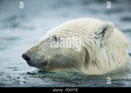 Canada, Nunavut Territory, Repulse Bay, Polar Bear (Ursus maritimus) swimming near Harbour Islands Stock Photo