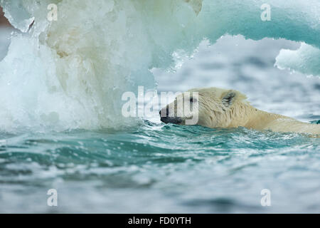 Canada, Nunavut Territory, Repulse Bay, Polar Bear (Ursus maritimus) swimming through melting sea ice near Harbour Islands Stock Photo