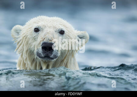 Canada, Nunavut Territory, Repulse Bay, Polar Bear (Ursus maritimus) swimming near Harbour Islands