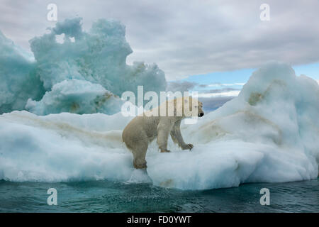 Canada, Nunavut Territory, Repulse Bay, Polar Bear (Ursus maritimus) climbing onto melting iceberg near Harbour Islands