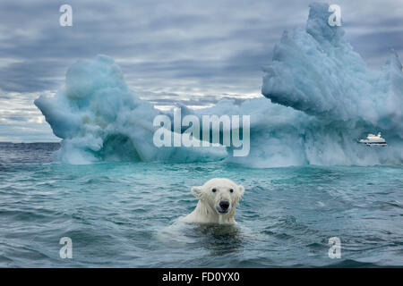 Canada, Nunavut Territory, Repulse Bay, Polar Bear (Ursus maritimus) swimming near melting iceberg near Harbour Islands