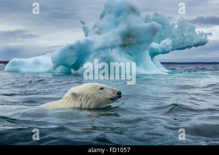 Canada, Nunavut Territory, Repulse Bay, Polar Bear (Ursus maritimus) swimming past melting iceberg near Harbour Islands