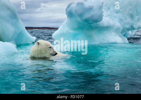 Canada, Nunavut Territory, Repulse Bay, Polar Bear (Ursus maritimus) swimming beside melting iceberg near Arctic Circle on Hudso Stock Photo