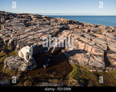 Canada, Nunavut Territory, Repulse Bay, Polar Bear (Ursus maritimus) sitting in rocky hills above coast of Hudson Bay near Arcti Stock Photo