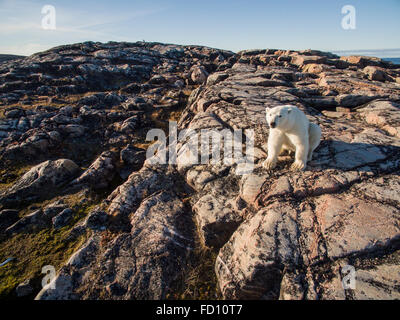 Canada, Nunavut Territory, Repulse Bay, Polar Bear (Ursus maritimus) sitting in rocky hills above coast of Hudson Bay near Arcti Stock Photo