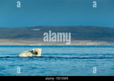 Canada, Nunavut Territory, Repulse Bay, Polar Bear (Ursus maritimus) wading into shallows along Hudson Bay shoreline Stock Photo