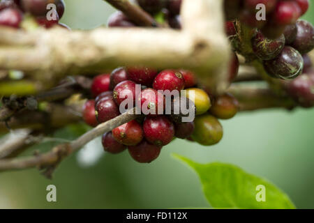 Coffee Plant. Red coffee beans on a branch of coffee tree. Branch of a coffee tree with ripe fruits Stock Photo