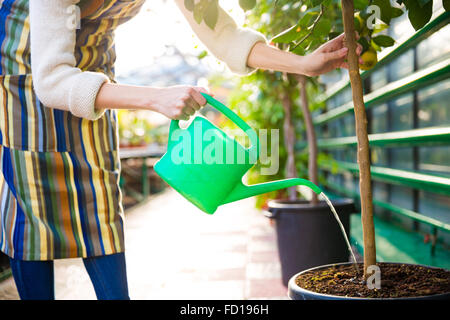 Woman in striped colorful apron pouring tree in pot with green watering can in greenhouse Stock Photo