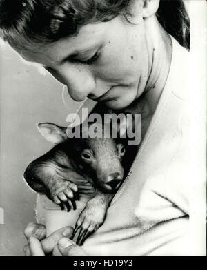 1968 - Dimples is all smiles: A fun-loving baby Wombat had how first taste of City life, Dimples left her cosy country life for a day's shopping Sydney with her adopted family. Mrs. Jocelyn Canadell and her 13 year old daughter Sarah, inherited Dimples after she was found lying next to her dead mother on the Hume Hwy at Marulan, near Goulburn, Australia. Now five month old she thrives on a diet of says beans. Mrs. Canedell believes pet Wombats are more devoted to their owners than dogs. © Keystone Pictures USA/ZUMAPRESS.com/Alamy Live News Stock Photo