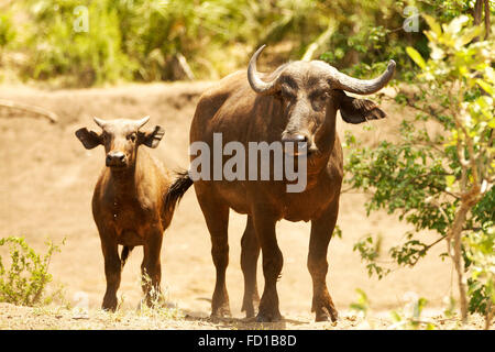 Cape buffalo (Syncerus caffer) with calf, Kruger National Park, South Africa Stock Photo