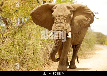 Mighty elephant (Elephantidae), bull with ears raised, Kruger National Park, South Africa Stock Photo