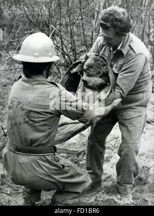 1976 - Koala's Lucky Escape: This female Koala bear, nursing a baby in its pouch, miraculously survived a bush fire which ravaged a forest in Australia recently. As 30 metre high flames swept through the trees which were her home, she made her way down to a dry creek bed and escaped with only slightly singed fur. Two RSPCA rescue team members, Paul Stichel and Tom Goldborn, found her under a blackberry bush and handed her over to a vet for treatment. She was then released into a nearby conservation park to begin a new life. Photo shows Rescuers Stichel and Goldborn look after the lucky koala. Stock Photo