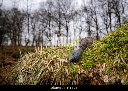 Fox droppings, left in a visible place (on a grass mound) to mark his territory Stock Photo