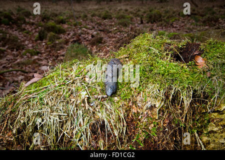 Fox droppings, left in a visible place (on a grass mound) to mark his territory Stock Photo
