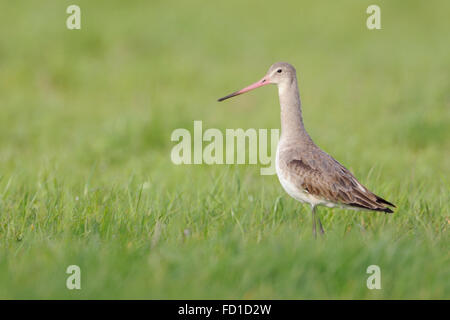 Black-tailed Godwit / Uferschnepfe ( Limosa limosa ) pale plumage, rose bill, stands in an extensive meadow looks alert, Europe. Stock Photo