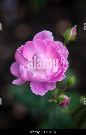 Close up of a Harlow Carr Pink Rose bloom - A David Austin rose flowering in an English garden, UK Stock Photo