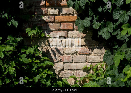 some old wall made from bricks between green plants Stock Photo