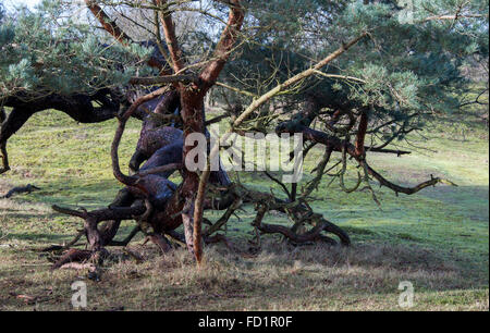 big old spruce with big thick twisting the trunk and branches Stock Photo