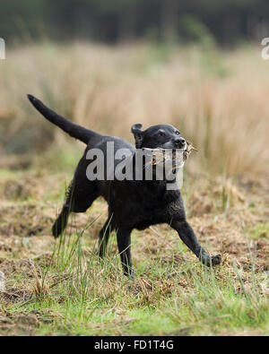 Labrador retriever retrieving a snipe Stock Photo