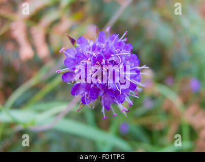 Devil's-Bit Scabious ( Succisa pratensis ) in Flower, UK Stock Photo