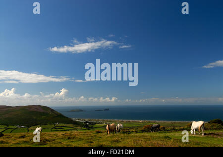 Llanmadoc Hill summit with ponies in foreground and Worms Head in distance. Blue sky with light cloud and calm sea. Stock Photo