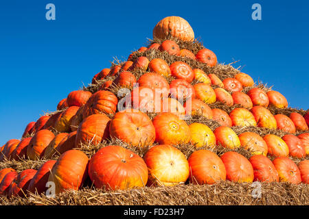 Europe, Germany, North Rhine-Westphalia, a pyramid of pumkins on a field near Hamminkeln-Bruenen at the Lower Rhine Region. Stock Photo