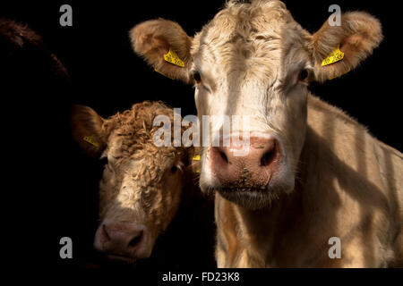 Europe, Germany, North Rhine-Westphalia, Lower Rhine Region, Charolais cattle in a cowshed near Wesel. Stock Photo