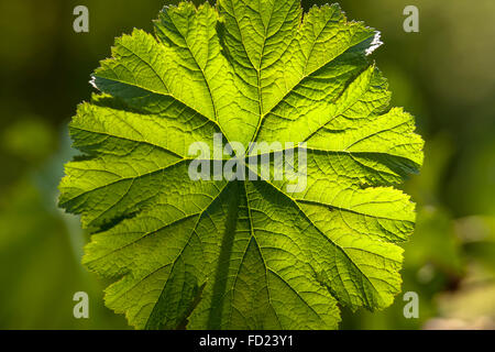 Europe, Germany, North Rhine-Westphalia, Lower Rhine Region, Shield leaf (lat. Astilboides tabularis). Stock Photo