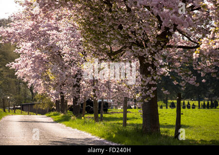 Europe, Germany, North Rhine-Westphalia, abloom Japanese cherry trees (lat. Prunus serrulata) near Sprockhoevel. Stock Photo