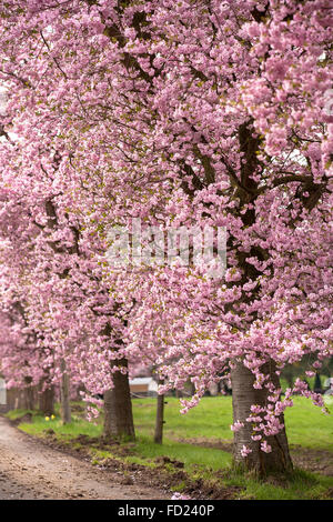 Europe, Germany, North Rhine-Westphalia, abloom Japanese cherry trees (lat. Prunus serrulata) near Sprockhoevel. Stock Photo