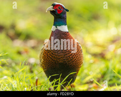 Beautiful Male Ring-necked Pheasant (Phasianus colchicus) foraging in natural woodland forest setting. Full facing front. Stock Photo