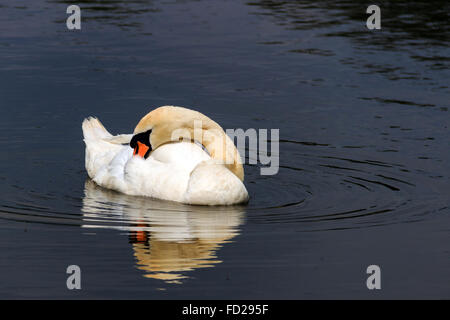 Mute Swan with it's head tucked in to it's wing resting on a English lake Stock Photo