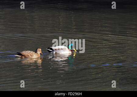 Mallard Drake and female duck swimming on lake Stock Photo