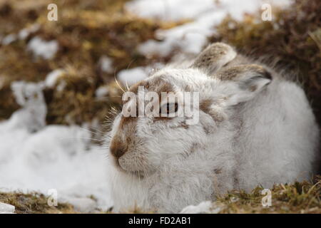 Mountain Hare in a scrape Cairgorms National Park Scotland late March Stock Photo
