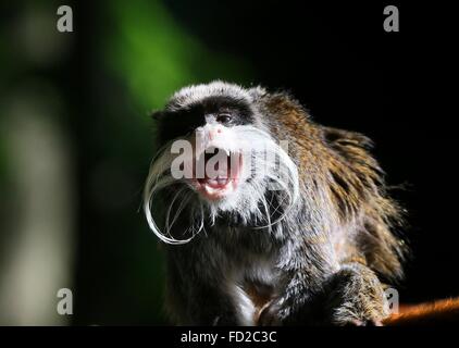 Growling and upset South American Emperor tamarin monkey (Saguinus imperator) Stock Photo