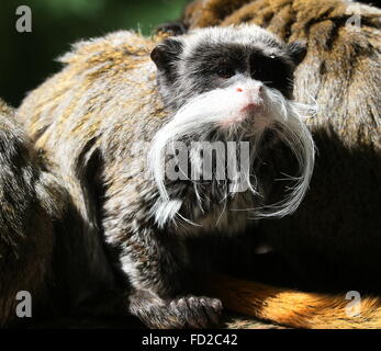 Emperor tamarin monkey (Saguinus imperator) a.k.a. Brockway monkey, native to Brazil, Bolivia & Peru. Stock Photo