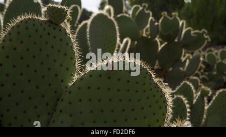 A grove of Nopales or Napalitos cacti; the Prickly Pear Cactus Stock Photo