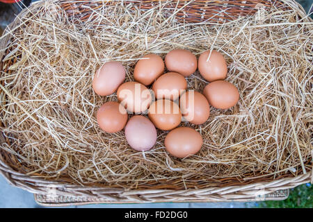A dozen eggs in a basket of straw, the old saying don't put all of your eggs in one basket. Stock Photo