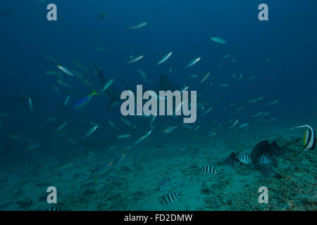 A large bull shark (Carcharhinus leucas) at The Bistro dive site in Fiji. Stock Photo