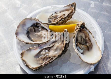 A plate of open oysters served in the traditional way over ice with a wedge of lemon. Stock Photo